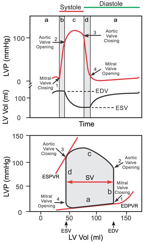 lv pressure time curve|left ventricular pressure volume cv.